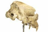 Fossil Upper Cave Bear (Ursus Spelaeus) Skull With Stand #227516-11